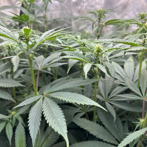 Blue Bath by LIT farms #2 and #3 growlog timeline photo