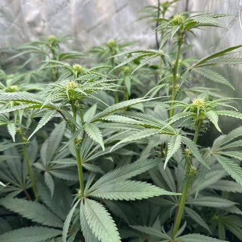 Blue Bath by LIT farms #2 and #3 growlog timeline photo