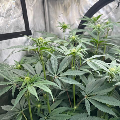 Blue Bath by LIT farms #2 and #3 growlog timeline photo