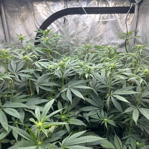 Blue Bath by LIT farms #2 and #3 growlog timeline photo