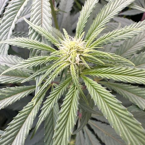 Blue Bath by LIT farms #2 and #3 growlog timeline photo