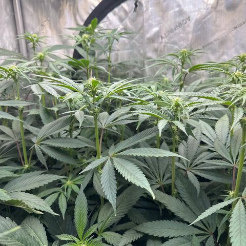 Blue Bath by LIT farms #2 and #3 growlog timeline photo