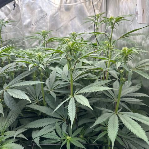 Blue Bath by LIT farms #2 and #3 growlog timeline photo