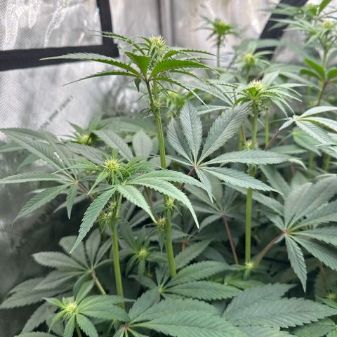 Blue Bath by LIT farms #2 and #3 growlog timeline photo