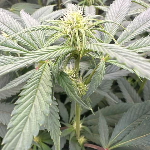 Blue Bath by LIT farms #2 and #3 growlog timeline photo