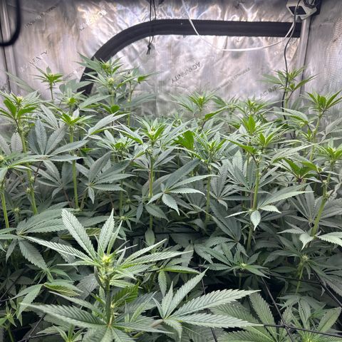 Blue Bath by LIT farms #2 and #3 growlog timeline photo