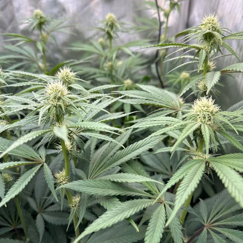 Blue Bath by LIT farms #2 and #3 growlog timeline photo