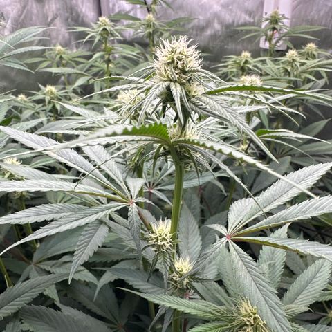 Blue Bath by LIT farms #2 and #3 growlog timeline photo