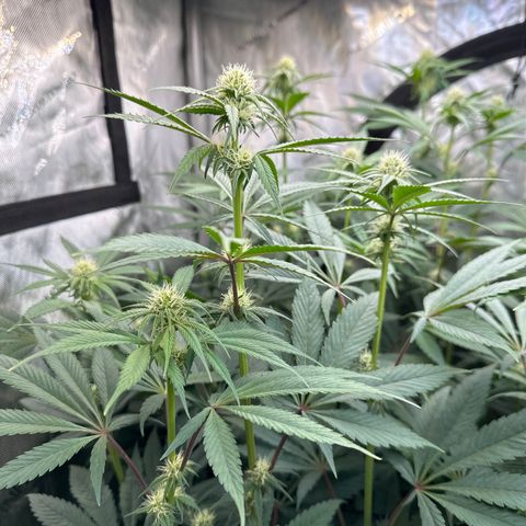 Blue Bath by LIT farms #2 and #3 growlog timeline photo