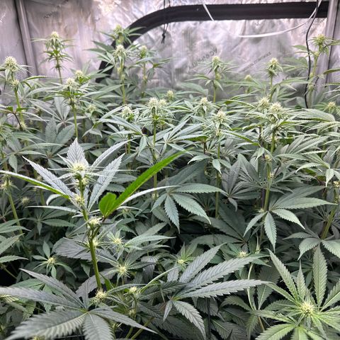 Blue Bath by LIT farms #2 and #3 growlog timeline photo
