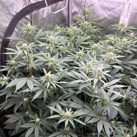 Blue Bath by LIT farms #2 and #3 growlog timeline photo