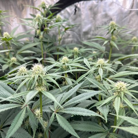 Blue Bath by LIT farms #2 and #3 growlog timeline photo