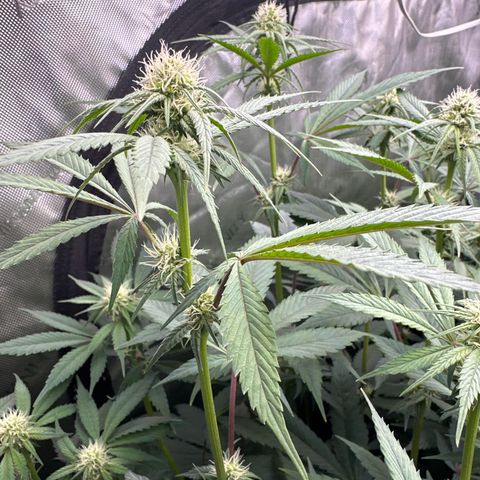Blue Bath by LIT farms #2 and #3 growlog timeline photo