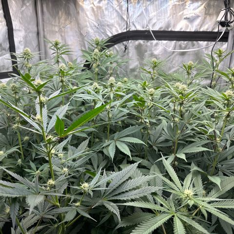 Blue Bath by LIT farms #2 and #3 growlog timeline photo