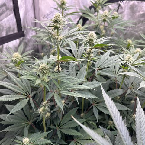 Blue Bath by LIT farms #2 and #3 growlog timeline photo