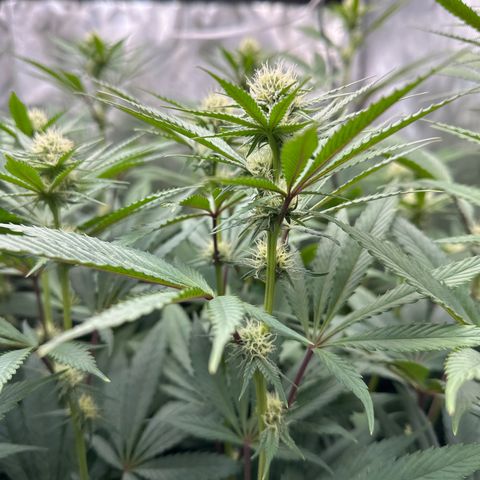 Blue Bath by LIT farms #2 and #3 growlog timeline photo