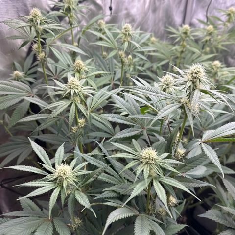 Blue Bath by LIT farms #2 and #3 growlog photo: Defoliation day