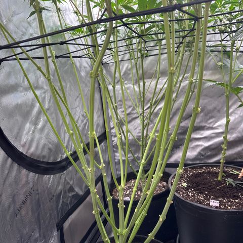 Blue Bath by LIT farms #2 and #3 growlog photo: Defoliation day