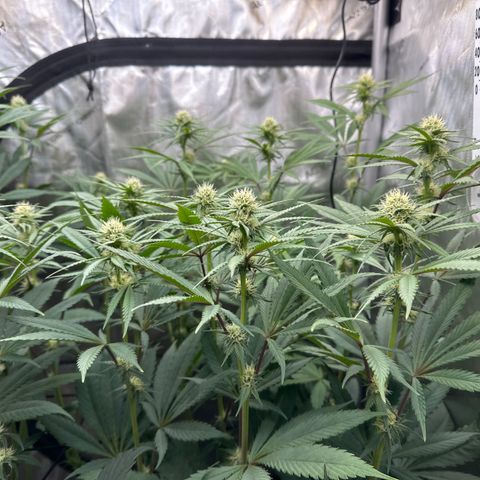 Blue Bath by LIT farms #2 and #3 growlog photo: Defoliation day