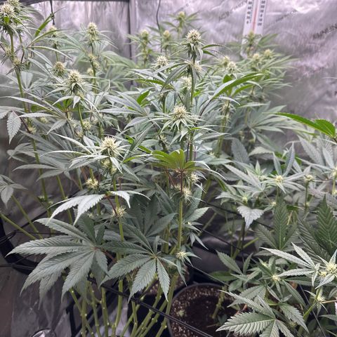 Blue Bath by LIT farms #2 and #3 growlog photo: Defoliation day