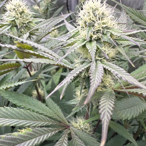 Blue Bath by LIT farms #2 and #3 growlog timeline photo