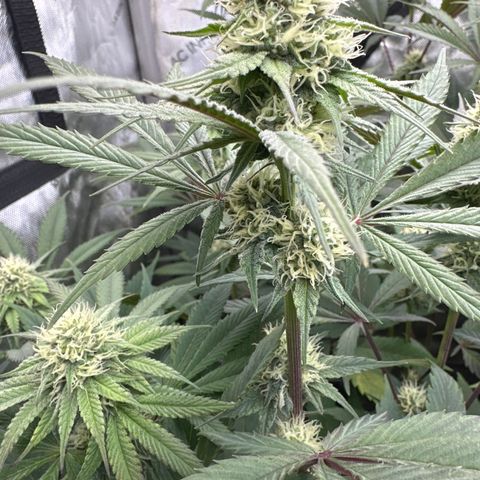Blue Bath by LIT farms #2 and #3 growlog timeline photo