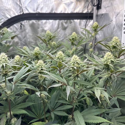 Blue Bath by LIT farms #2 and #3 growlog timeline photo