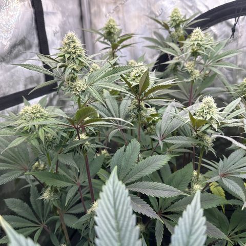 Blue Bath by LIT farms #2 and #3 growlog timeline photo