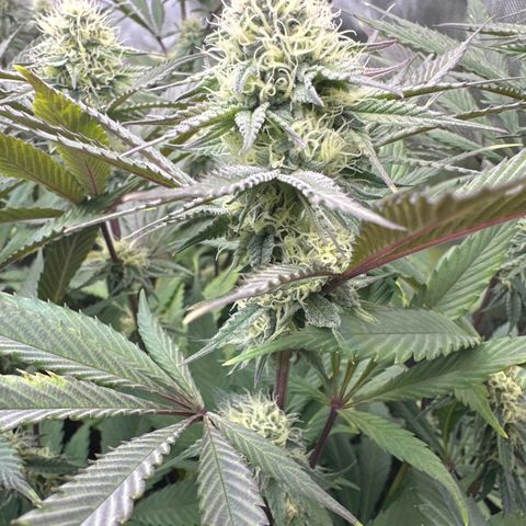 Blue Bath by LIT farms #2 and #3 growlog timeline photo