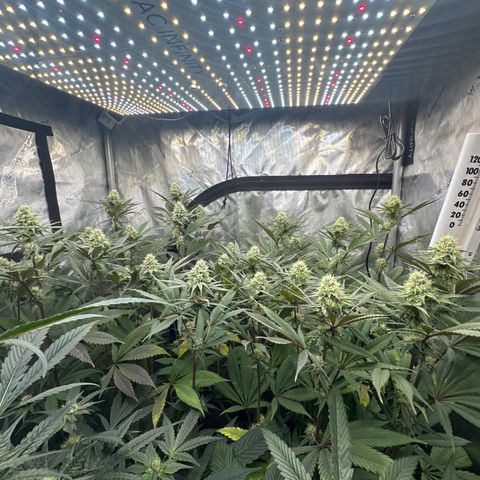 Blue Bath by LIT farms #2 and #3 growlog timeline photo