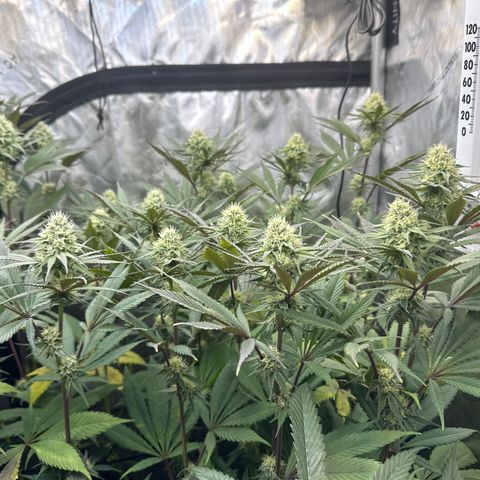 Blue Bath by LIT farms #2 and #3 growlog timeline photo