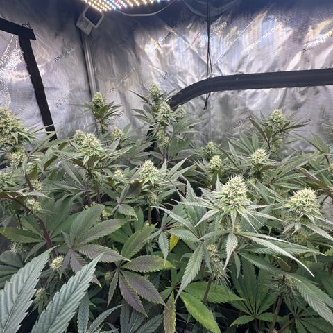 Blue Bath by LIT farms #2 and #3 growlog timeline photo