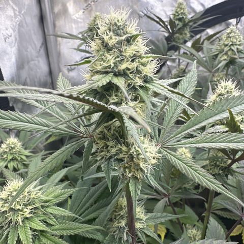 Blue Bath by LIT farms #2 and #3 growlog timeline photo