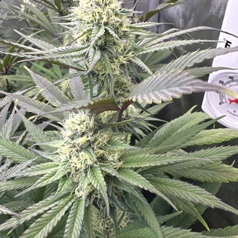 Blue Bath by LIT farms #2 and #3 growlog timeline photo