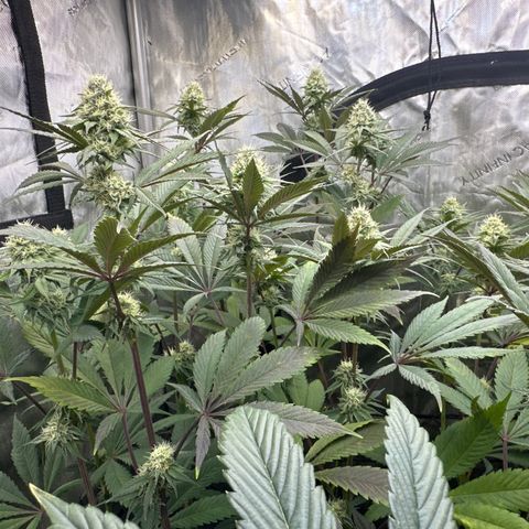 Blue Bath by LIT farms #2 and #3 growlog timeline photo