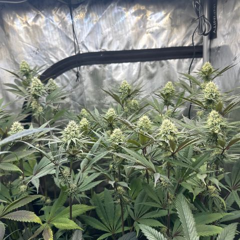 Blue Bath by LIT farms #2 and #3 growlog timeline photo