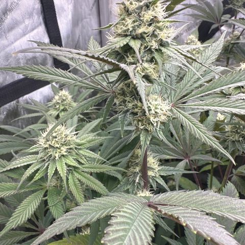 Blue Bath by LIT farms #2 and #3 growlog timeline photo