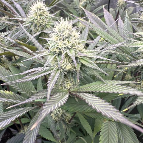 Blue Bath by LIT farms #2 and #3 growlog timeline photo