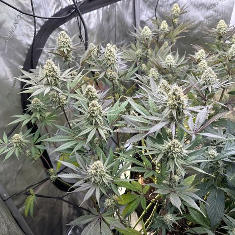 Blue Bath by LIT farms #2 and #3 growlog timeline photo