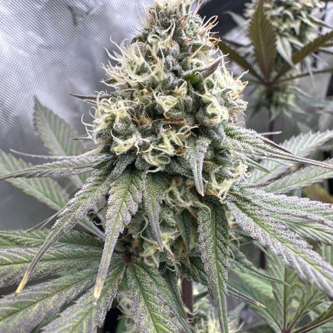 Blue Bath by LIT farms #2 and #3 growlog timeline photo