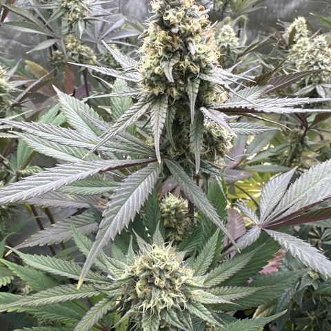 Blue Bath by LIT farms #2 and #3 growlog timeline photo