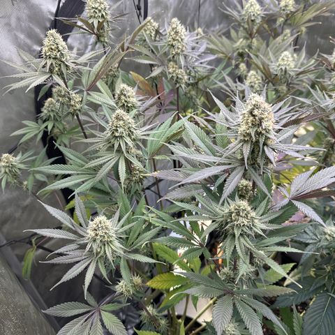 Blue Bath by LIT farms #2 and #3 growlog timeline photo