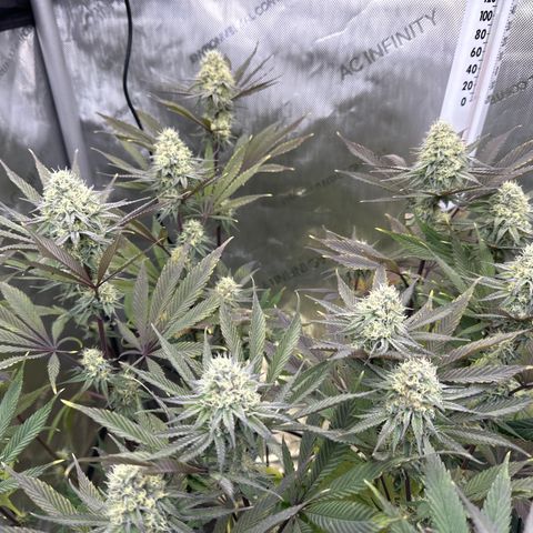 Blue Bath by LIT farms #2 and #3 growlog timeline photo