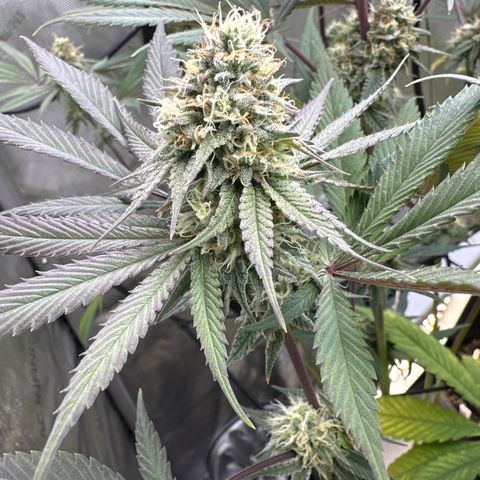 Blue Bath by LIT farms #2 and #3 growlog timeline photo