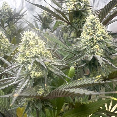 Blue Bath by LIT farms #2 and #3 growlog timeline photo