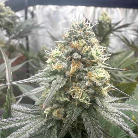 Blue Bath by LIT farms #2 and #3 growlog timeline photo