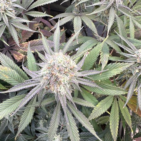 Blue Bath by LIT farms #2 and #3 growlog timeline photo