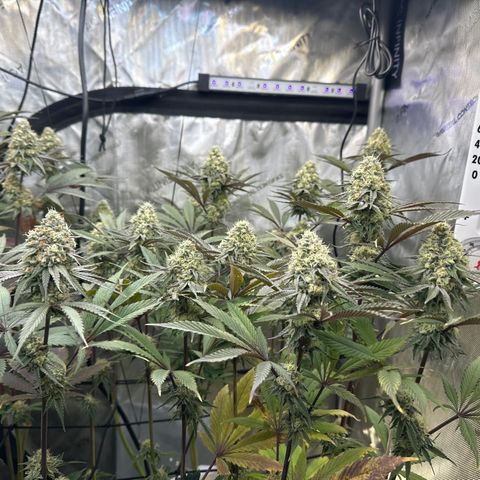 Blue Bath by LIT farms #2 and #3 growlog timeline photo