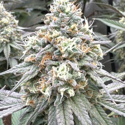 Blue Bath by LIT farms #2 and #3 growlog timeline photo