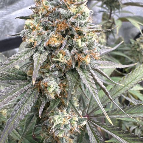 Blue Bath by LIT farms #2 and #3 growlog timeline photo